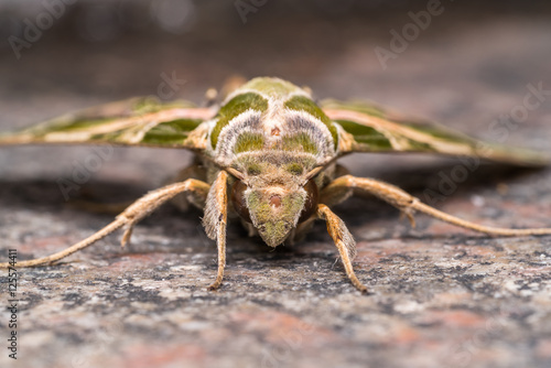 Macro shot of a moth 