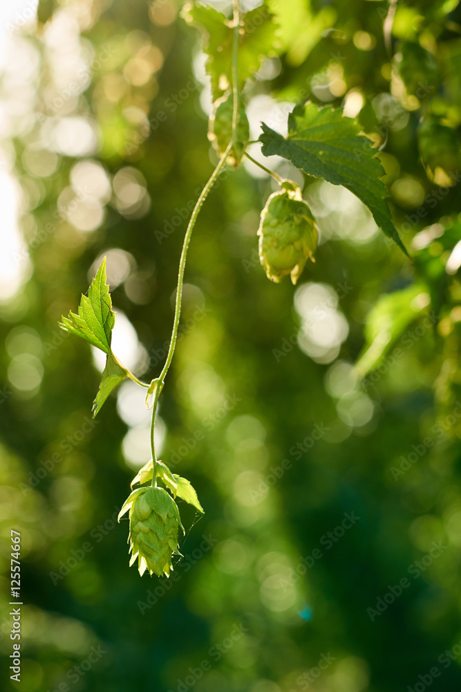 Fototapeta premium Closeup of ripe hop cones in the field