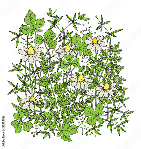 Hand drawn flowers on white background