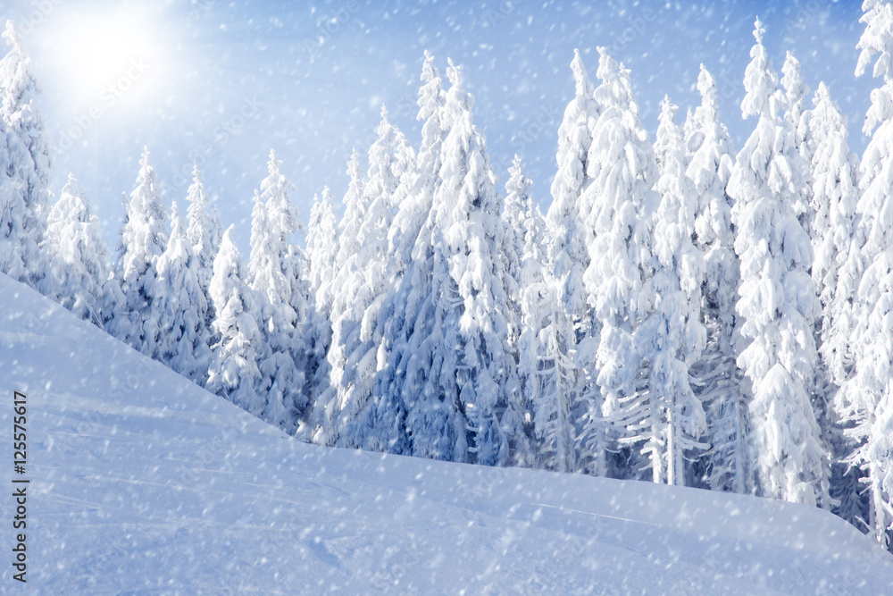Obraz premium Winter Field and Trees