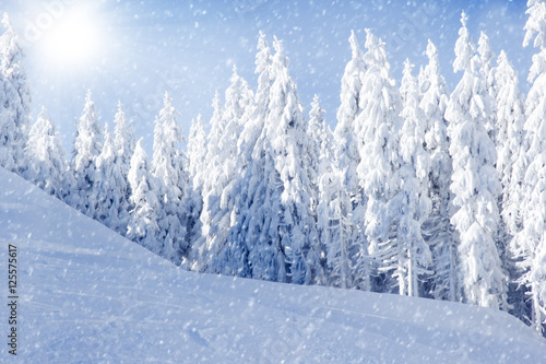 Wallpaper Mural Winter Field and Trees Torontodigital.ca