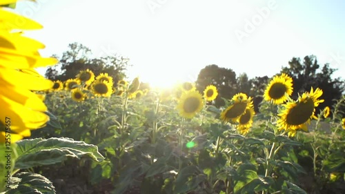 swiss, campain, country, sunflower, tree, vineyard, sunset, steadycam photo