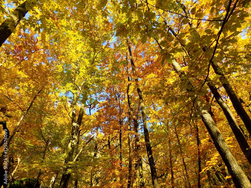 Yellow colorful leaves on deciduous trees in deciduous forest in wild nature during autumn Yellow colorful leaves on deciduous trees in deciduous forest in wild nature during autumn