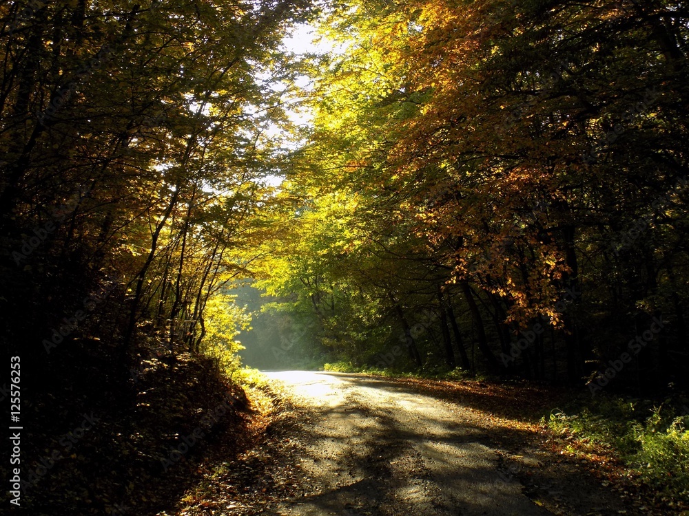 Obraz premium Yellow colorful leaves on deciduous trees in deciduous forest in wild nature during autumn