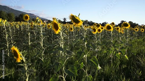 swiss, campain, country, sunflower, tree, vineyard, sunset, steadycam photo