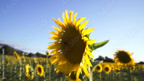 swiss, campain, country, sunflower, tree, vineyard, sunset, steadycam photo