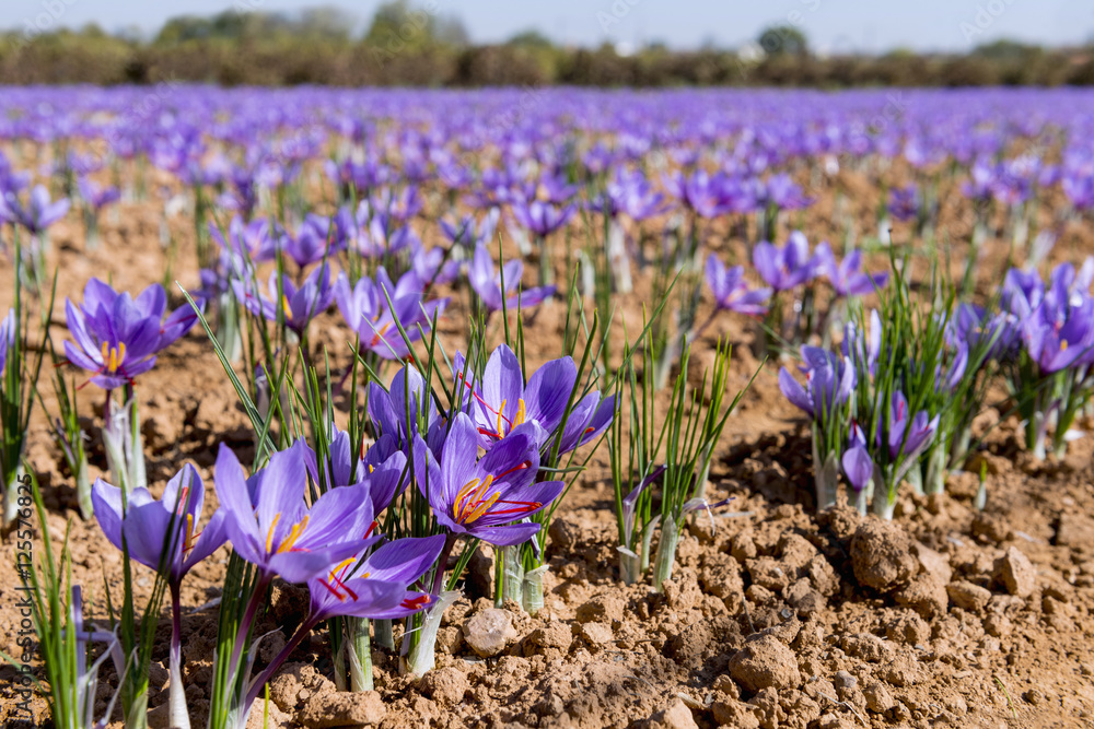 Obraz premium Close-up of a field of saffron