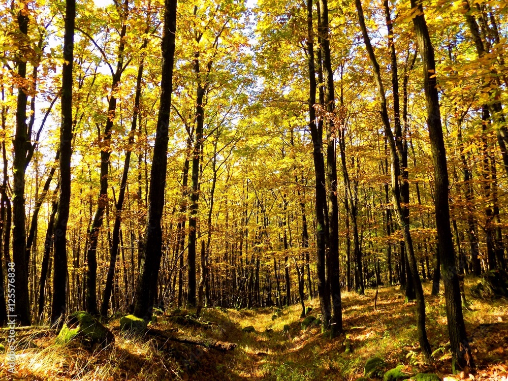 Obraz premium Droga w lesie liściastym jesienią w dzikiej przyrody, kolorowe liście na drzewach