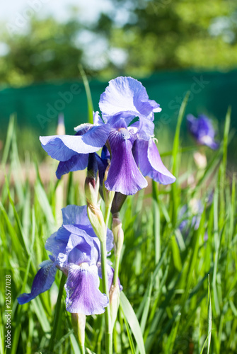 Violette Schwertlilie