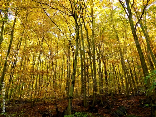 Yellow colorful leaves on deciduous trees in deciduous forest in wild nature during autumn