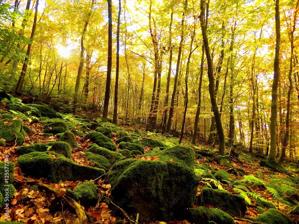 Obraz premium Yellow colorful leaves on deciduous trees in deciduous forest in wild nature during autumn