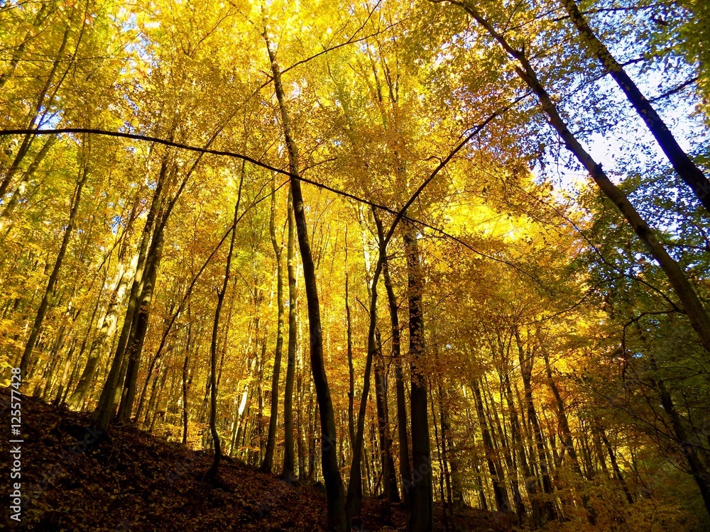 Fototapeta premium Yellow colorful leaves on deciduous trees in deciduous forest in wild nature during autumn