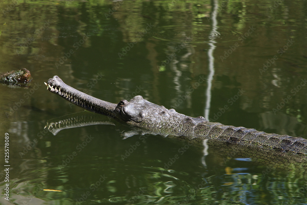 Gharial (Gavial). Rare shot of a gharial in its natural habitat. Gharial (Gavial). Rare shot of a gharial in its natural habitat.