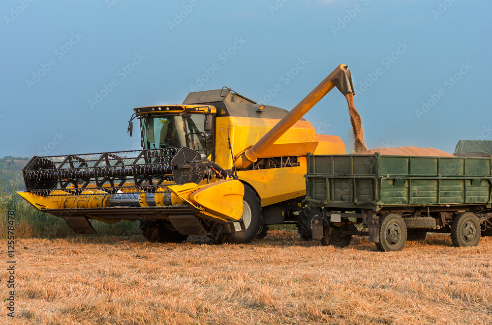A yellow modern combine harvester at work, pours grain into a trailer. A yellow modern combine harvester at work, pours grain into a trailer.