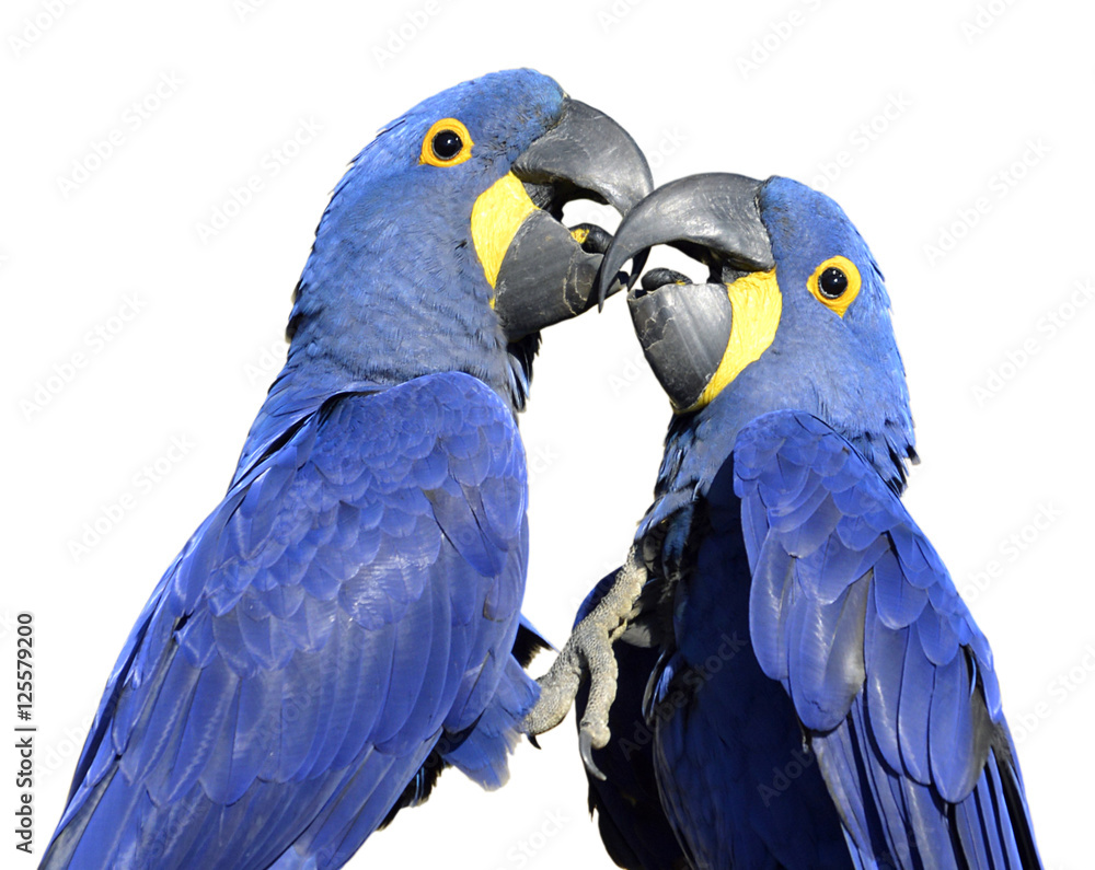 Fototapeta premium Two Hyacinth macaws (Anodorhynchus hyacinthinus) kissing isolated on white background