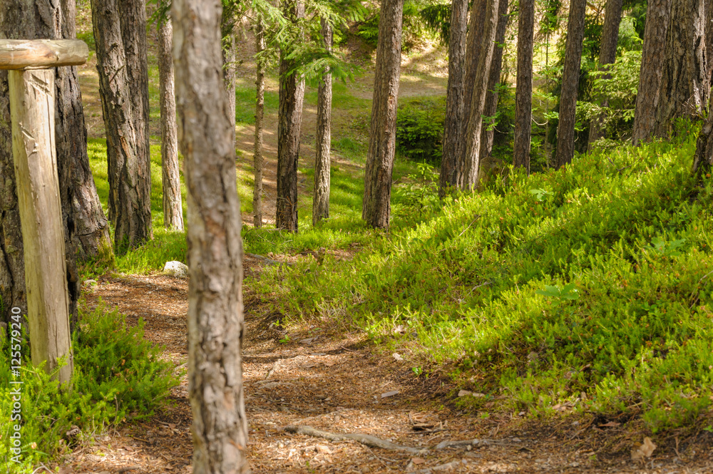 Obraz premium Bosco alpino