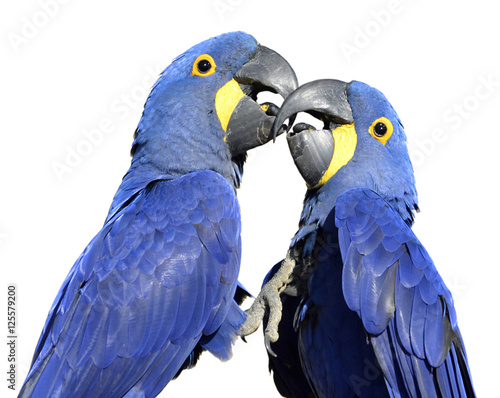 Two Hyacinth macaws (Anodorhynchus hyacinthinus) kissing isolated on white background © Christian Musat