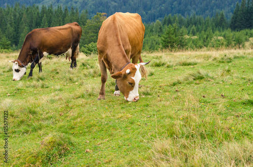 Cows standing on green field with mountains and eating grass. Carpathians background.