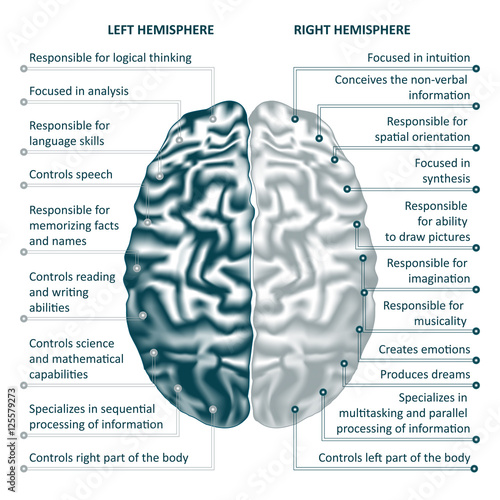 Brain left and right hemispheres infographics vector illustration