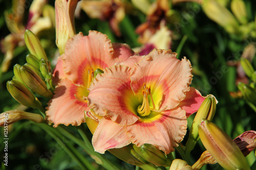 Fototapeta Naklejka Na Ścianę i Meble -  Beautiful lilies in the summer garden. Unusual peach color.
