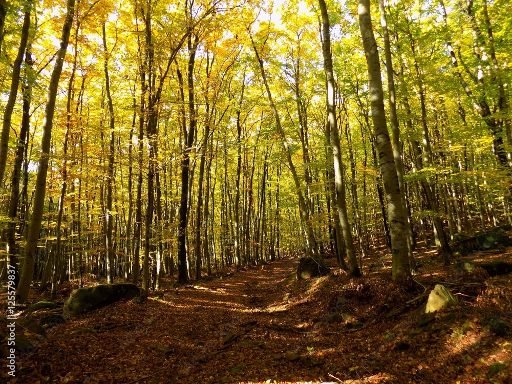 Obraz premium Road in deciduous forest during autumn in wild nature, colorful leaves on trees