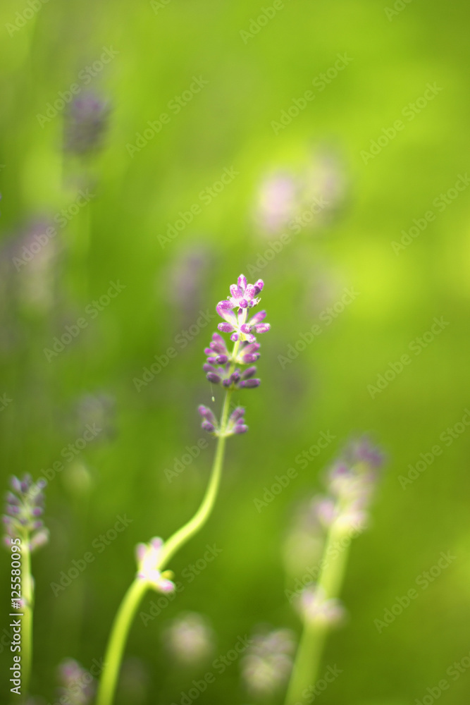Lavender Flowers./Lavender Flowers 