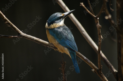 forest kingfisher