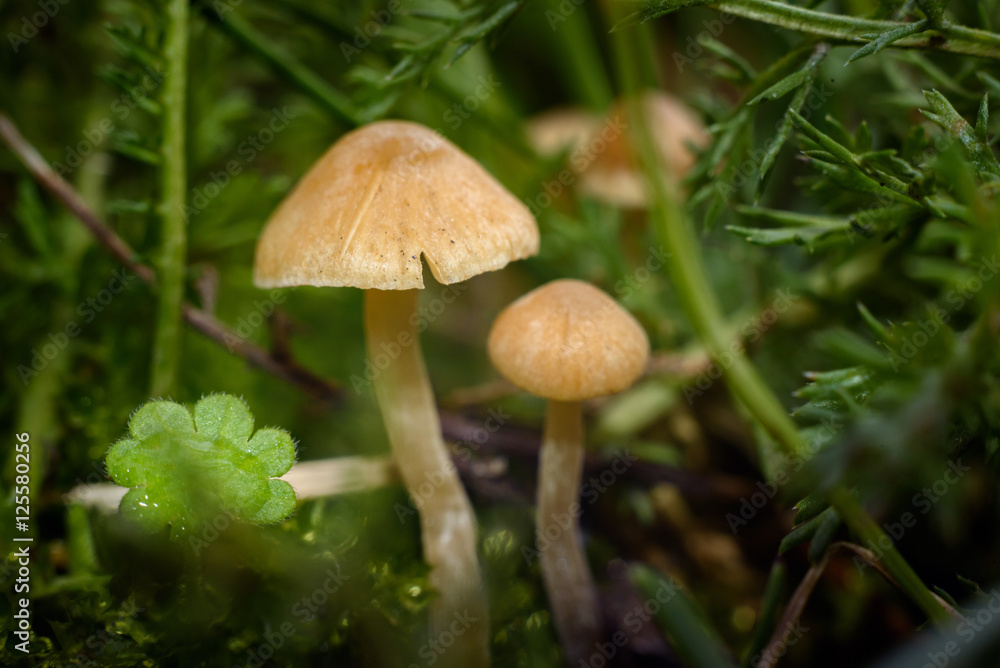 A Forest Scene Of Mushrooms and grass. fairy wallpaper A Forest Scene Of Mushrooms and grass. fairy wallpaper