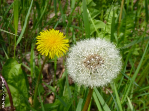 yellow and white daldelion with seeds