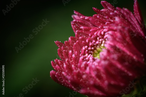 Pink flower with dew drops. macro flower. beautiful abstract background