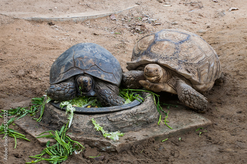 Elongated Tortoise - Indotestudo elongata in the zoo at Thailand