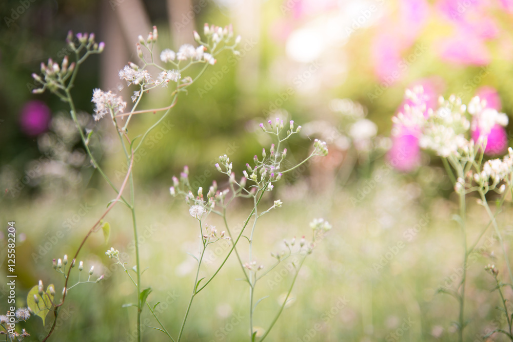 Spring or summer abstract nature background with grass in the me Spring or summer abstract nature background with grass in the me