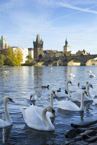 Swans on riverbank of Vltava river, Prague, Czech Republic / Czechia - birds in the water. Charles bridge and Old Town Bridge Tower in the background.