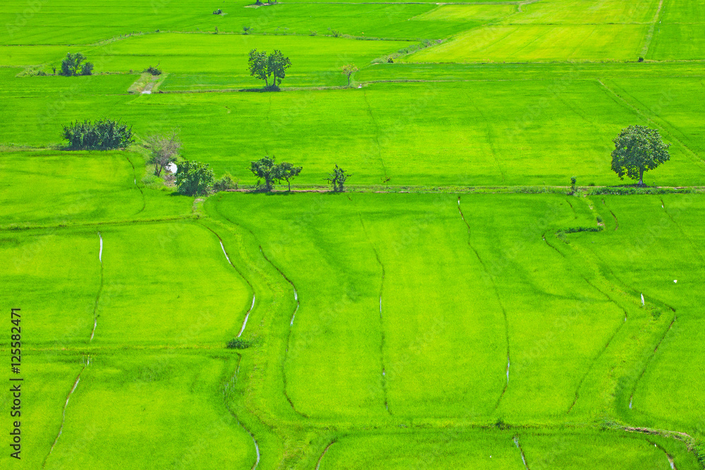 Naklejka premium Rice field green grass blue sky cloud cloudy landscape backgroun