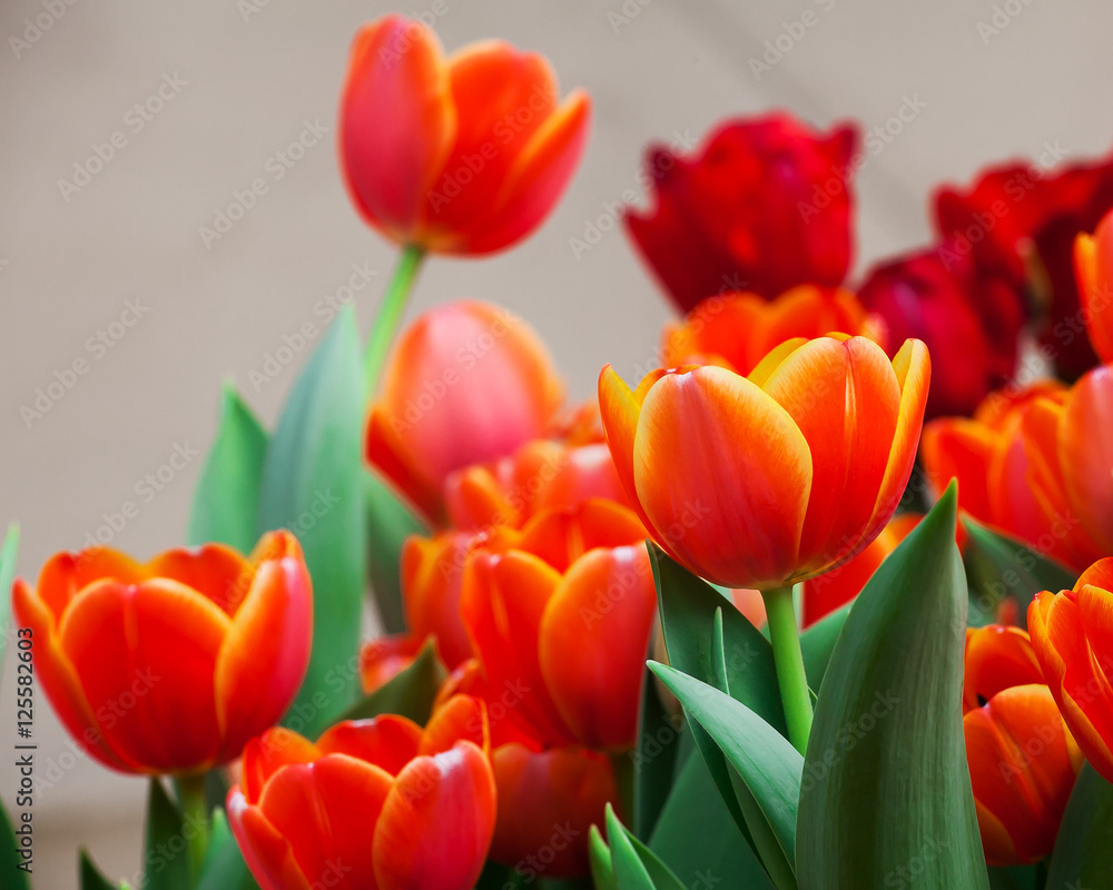 Fototapeta premium colorful tulip flower and leaf in nature