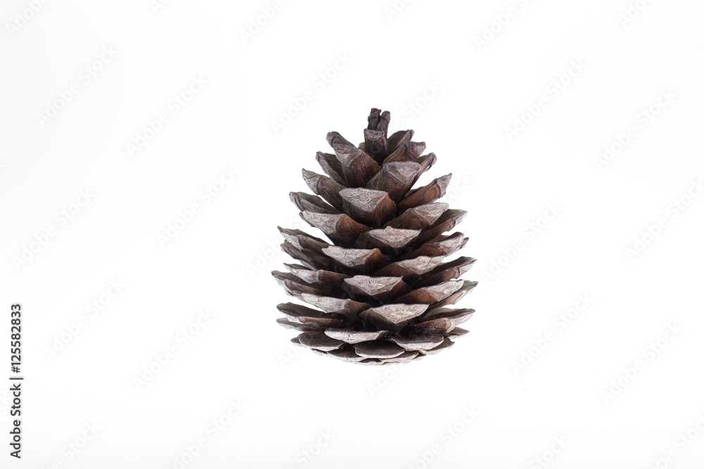 pine cone pine cone