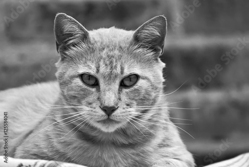 Cat portrait in black and white