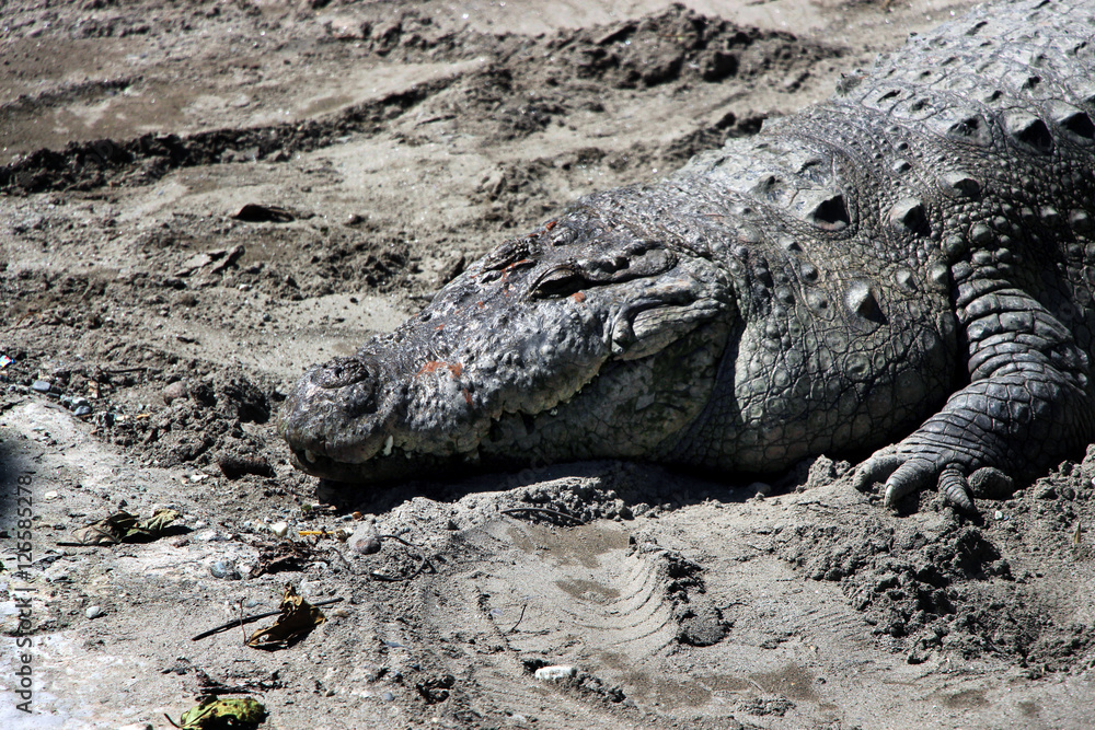 Obraz premium Crocodile. Full frame crocodile head in the zoo.