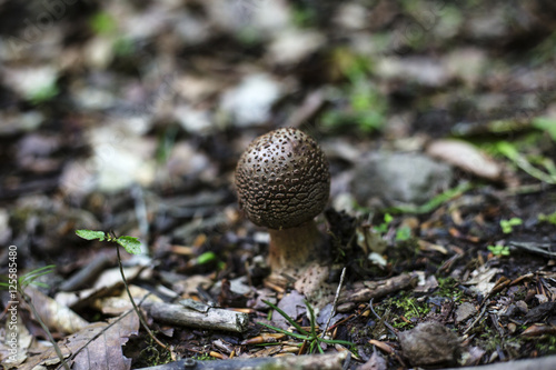 fungus photo