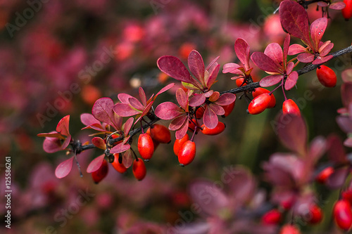 Barberry (Berberis vulgaris) branch fresh ripe berries natural green background Berberis thunbergii (Latin Berberis Coronita) Barberry berries fruits bush colorful floral autumn season shallow focus 