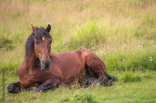 Beautiful horse is laying on the meadow