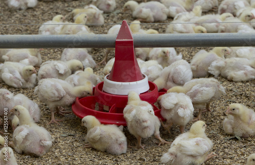 Poultry Chicken Chicklets Stable Picking grain photo