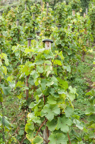 Weinberg mit vielen Weinstöcken  © Angela Rohde