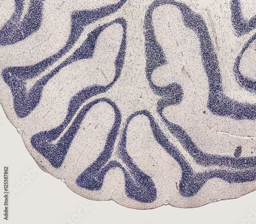 microscopic brain detail photo