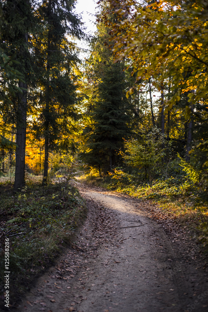 Fototapeta premium Beautiful autumn scene, colorful forest in the mountains