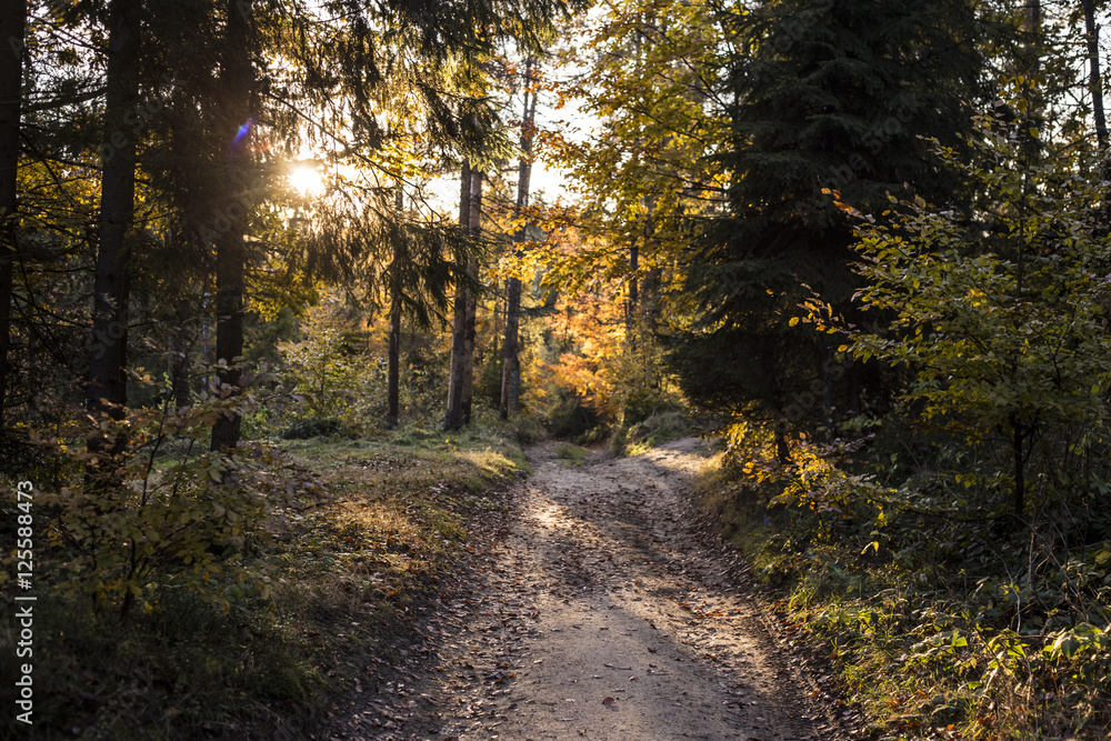 Obraz premium Beautiful autumn scene, colorful forest in the mountains