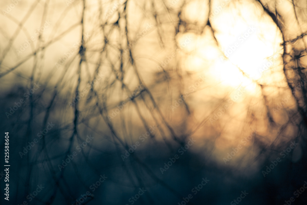 Obraz premium abstract background branches defocused