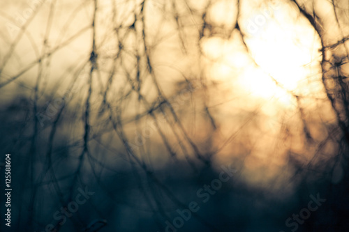 abstract background branches defocused