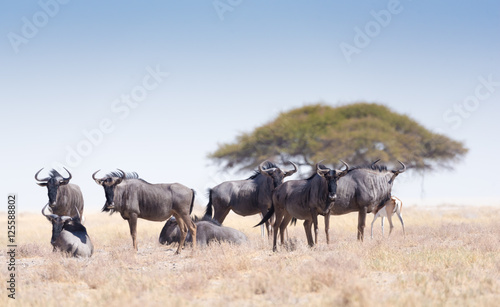 Gruppe von Gnus in der Savanne des Etosha National Park, Namibia