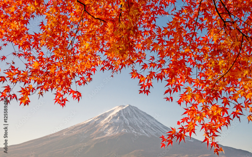 Mount Fuji with beautiful color red maple ( Momiji) at lake Kawaguchiko, Japan.